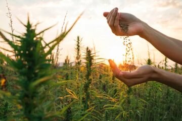 The Farm Bill’s Ripple Effect: THC Regulation and Its Impact on Agriculture and Small Businesses