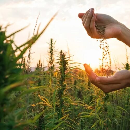 The Farm Bill’s Ripple Effect: THC Regulation and Its Impact on Agriculture and Small Businesses