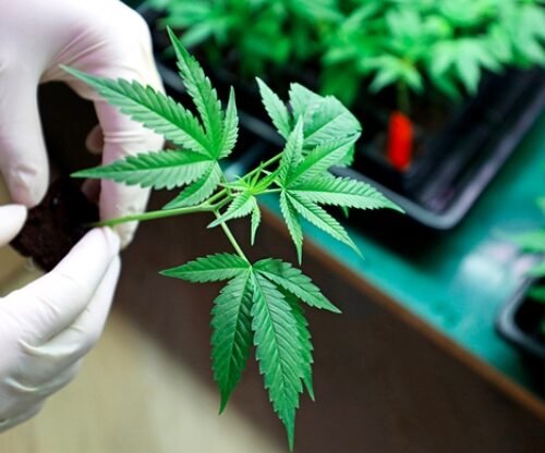 Ganja Peddling and Consumption to Be Tackled Vigorously, Warns Andhra Pradesh DGP