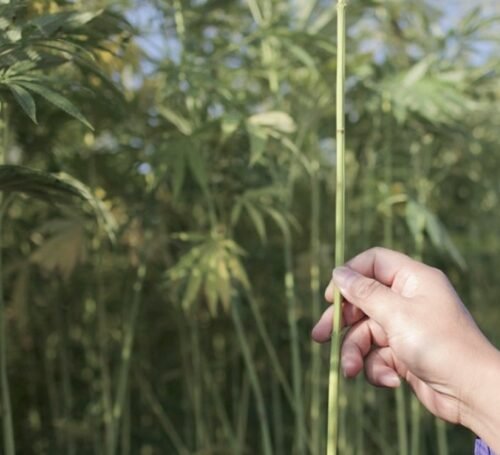 Italy’s Hemp Industry: A Battle for Survival and EU Intervention