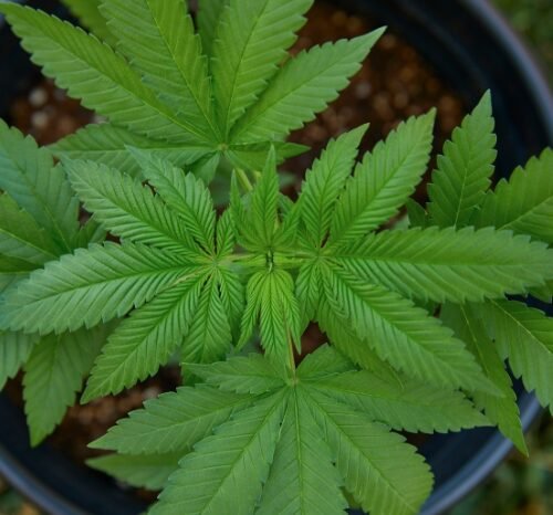 Brazil’s Supreme Court Decriminalizes Marijuana Possession for Personal Use