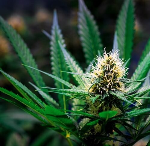 Groups Request DEA Hearing on Marijuana Rescheduling Proposal