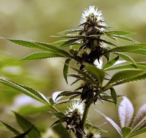 Thailand to Ban Recreational Marijuana Use by Year’s End, Minister Says