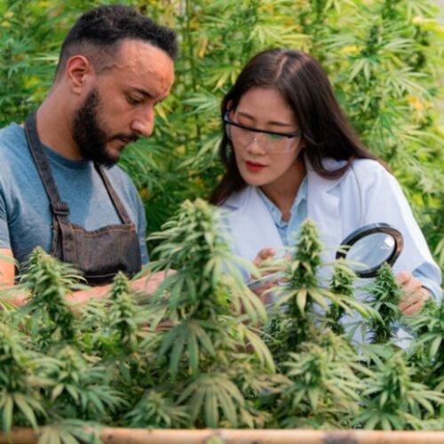 New York’s Cannabis Sector: A Fresh Chapter of Leadership