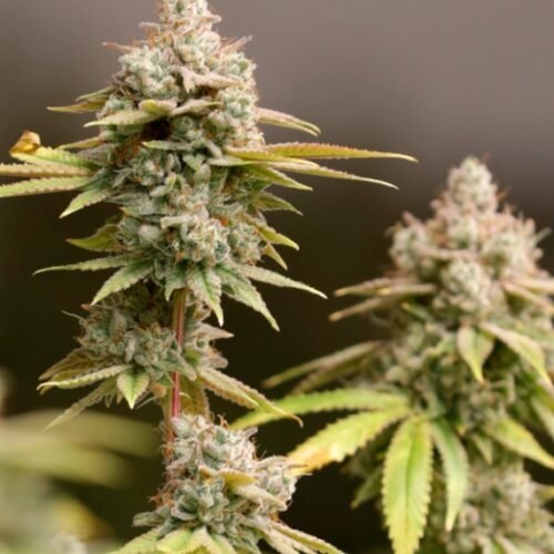 Monopoly or Fair Play? Ohio’s Cannabis Law Sparks Debate