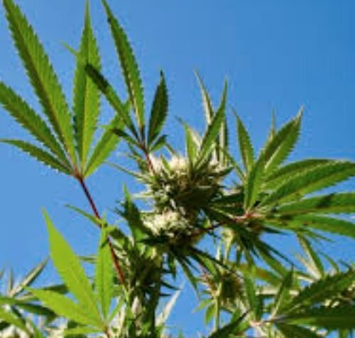 South Dakota’s Tryst with Recreational Cannabis: A November Ballot Decision