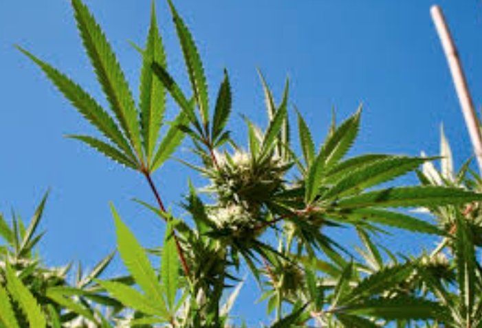 South Dakota cannabis ballot decision