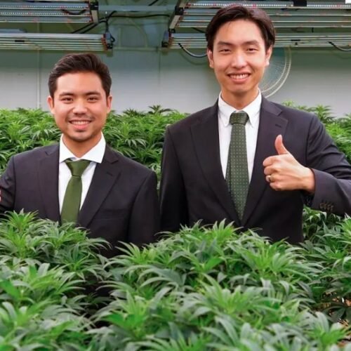 Thailand’s Cannabis Conundrum: Reversing the Green Tide