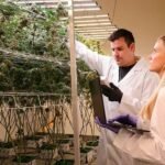 Willow Industries Cannabis Research Coalition partnership