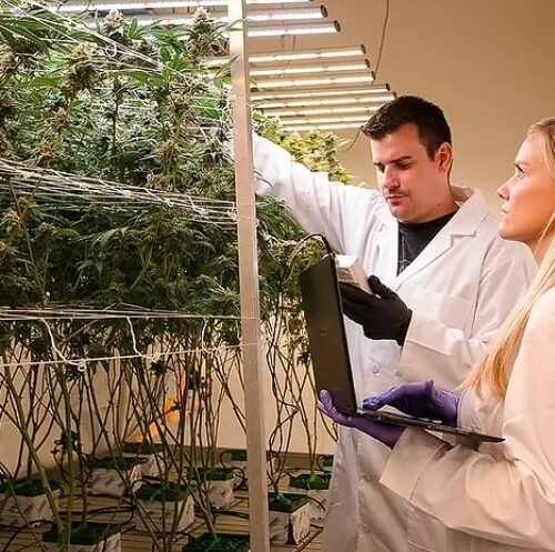 Pioneering Partnership: Willow Industries and Cannabis Research Coalition Join Forces