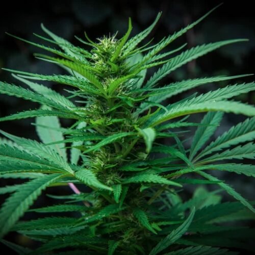 Aurora Cannabis: Navigating Through Market Turbulence