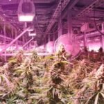 cannabis cultivation carbon footprint