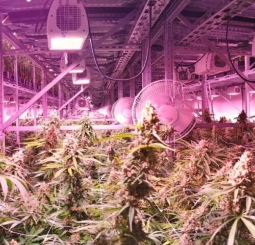 The Carbon Cost of Cannabis: Canada vs. US Indoor Production