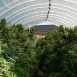 cannabis greenhouse