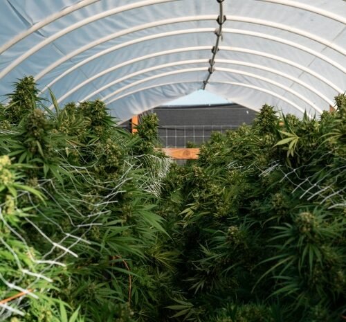 Island Breeze Farms: Revamping Odor Control with Carbon Scrubbers