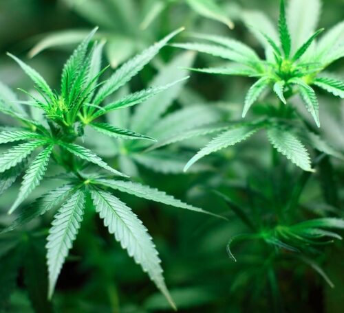 Cannabis Legalization and Workplace Drug Testing: What Employers Need to Know