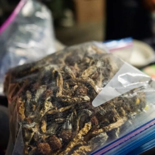 Cannabis and Psilocybin: Potential Allies in Chronic Pain Management