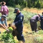 riverina road cannabis discovery