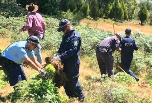 Significant Cannabis Seizure on Riverina Highway