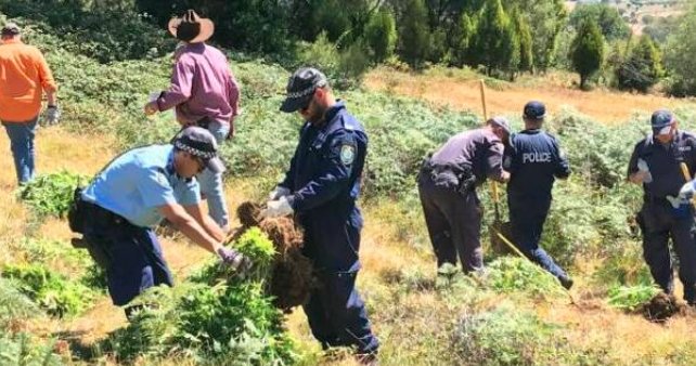 riverina road cannabis discovery