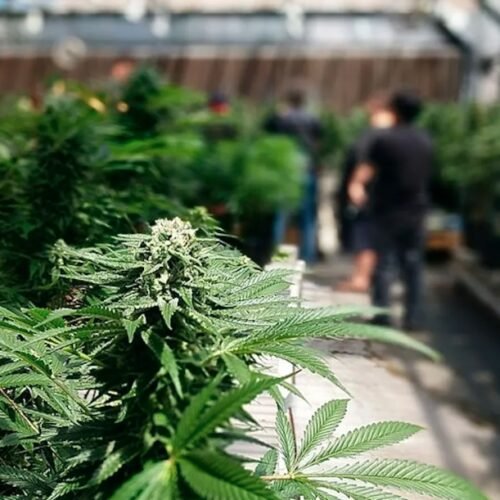 Cannabis Tax Reform’s Rocky Road to an Ambiguous Conclusion