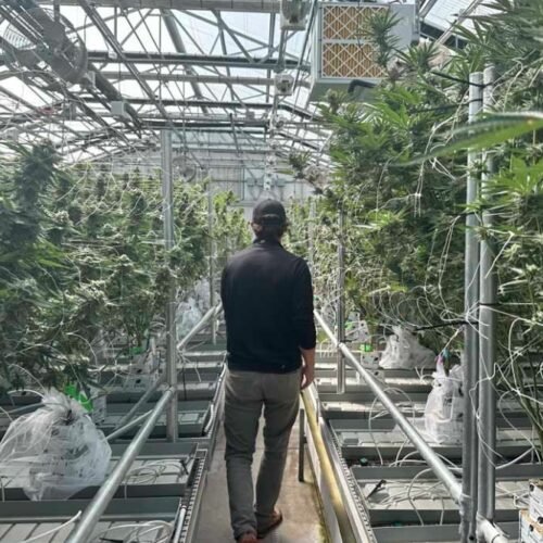 Sunburn Cannabis: The Legacy of Operation Sunburn and the Rise of a New Era