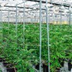 Cannabis cultivation