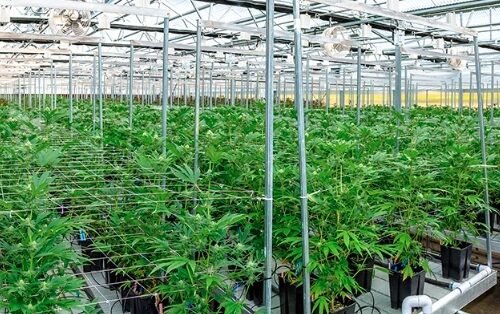 Siddha Practitioner and Son Arrested for Cultivating Cannabis: A Shocking Discovery