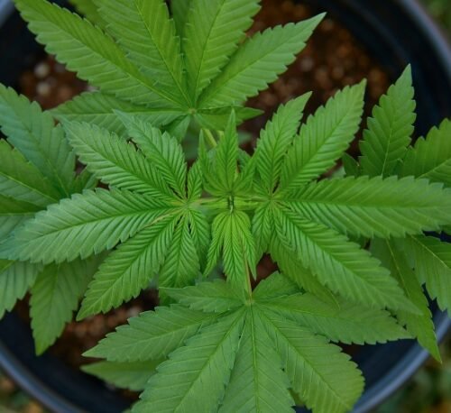 Marijuana and the Immune System: Unraveling the Complex Relationship