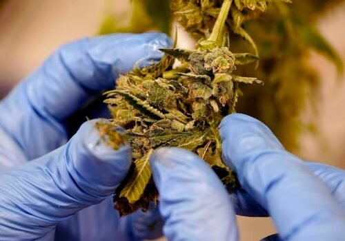 Kentucky Opens Applications for Medical Cannabis Licenses