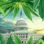 Cannabis leaves and U.S. Capitol