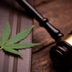 Cannabis leaves and gavel