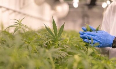 Ex-Trooper Turned Cannabis Grower Seeks Answers on Fake Weed Inaction