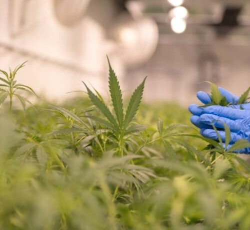 Ex-Trooper Turned Cannabis Grower Seeks Answers on Fake Weed Inaction