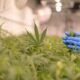 Ex-Trooper Turned Cannabis Grower Seeks Answers on Fake Weed Inaction