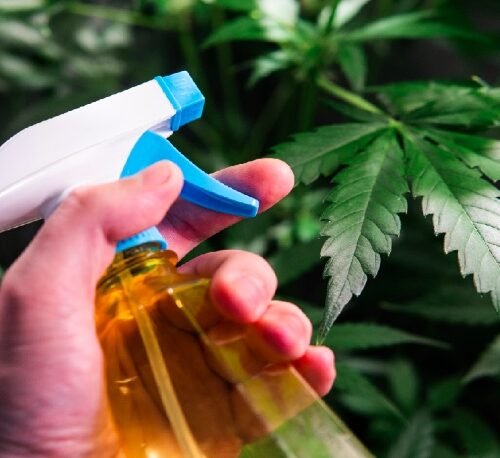 Pesticide Scandal Shakes Confidence in California Cannabis Market