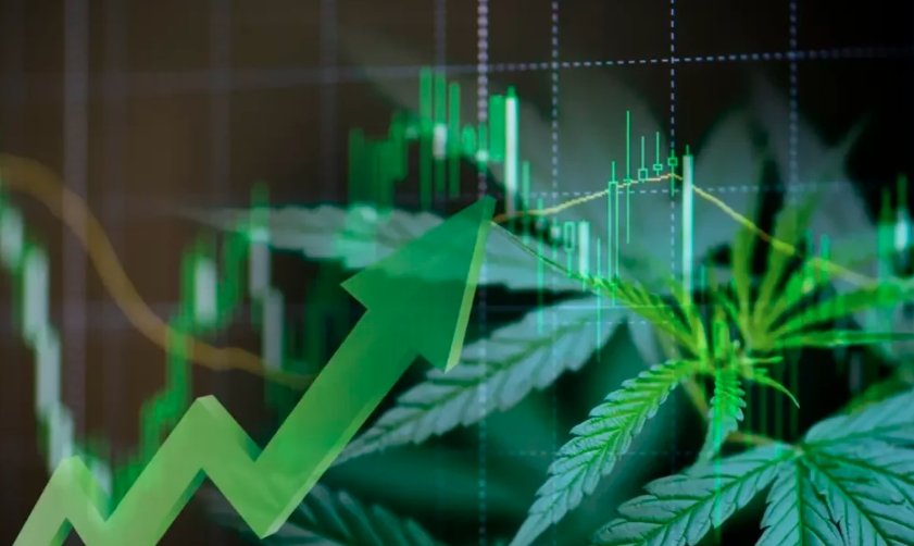 Cannabis leaves and stock market chart