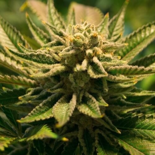 Siddha Practitioner and Son Arrested for Cultivating Cannabis: A Bizarre Twist in Coimbatore