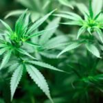 Higher COVID-19 Risk Among Cannabis Users