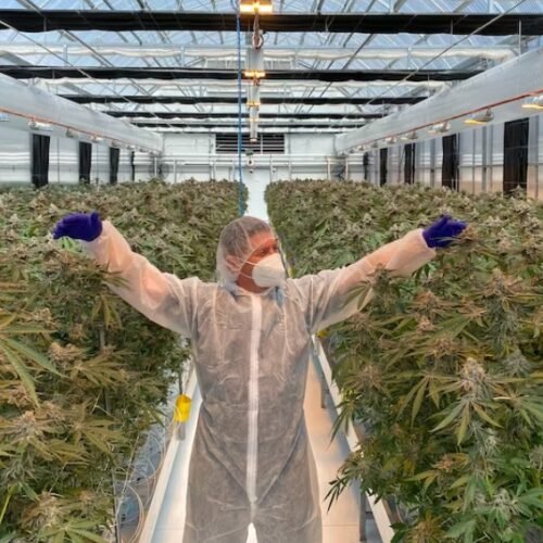 Government Very Focused on Island’s First Medicinal Cannabis Farm