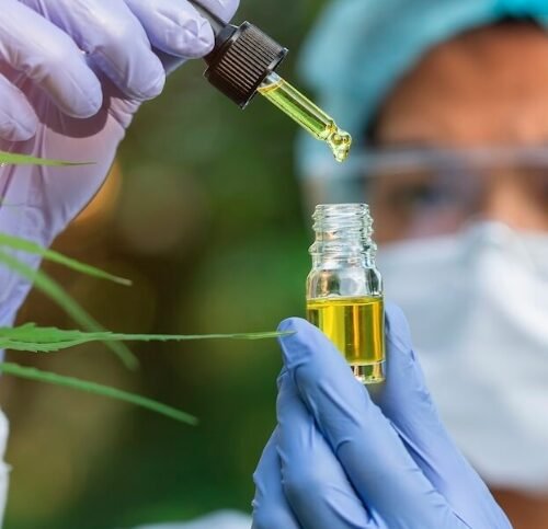 Bellarmine University Launches Comprehensive Cannabis Education Programs