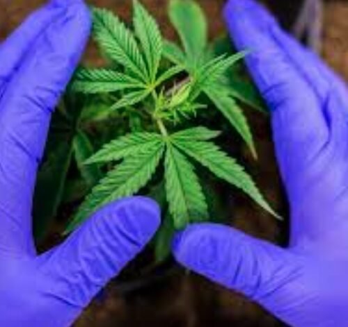 Cannabis Cultivation Uncovered at Haine Industrial Park