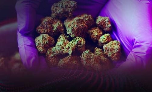 Preparing for Cannabis Earnings Season: Understanding Gross Profit Margins