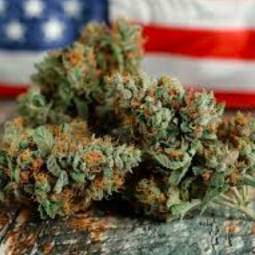 Cannabis: The Ultimate Fourth of July Companion