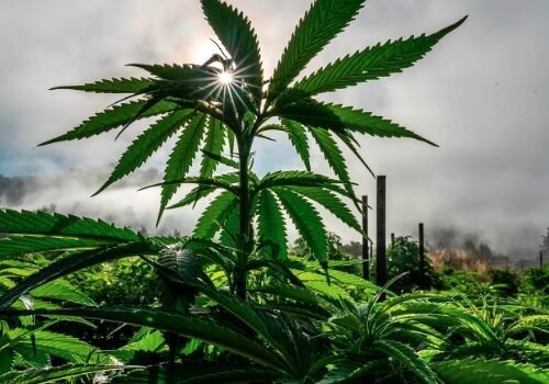 Cannabis Rescheduling Sparks Over 30,000 Public Comments Ahead of Deadline
