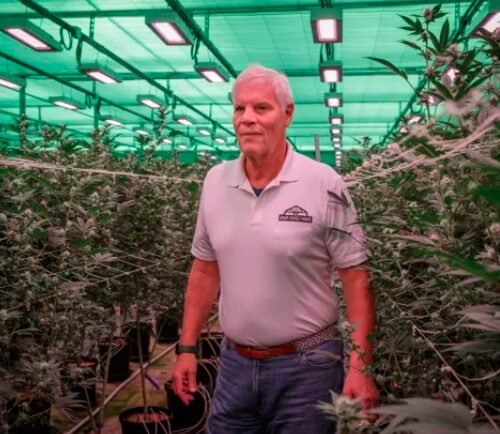 Cheshire Hemp Grower Seeks Approval for Cannabis Cultivation