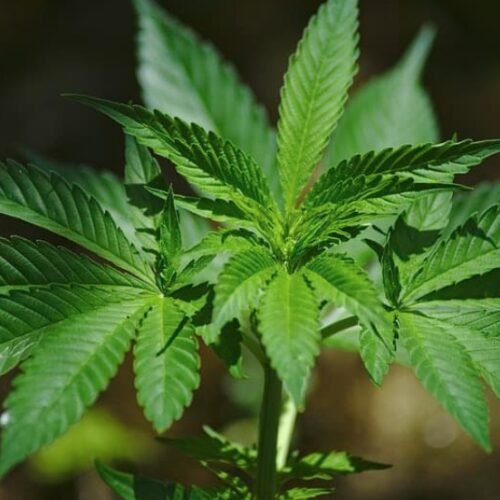 Nine Rochester Shops Shut Down Over Illegal Cannabis Sales