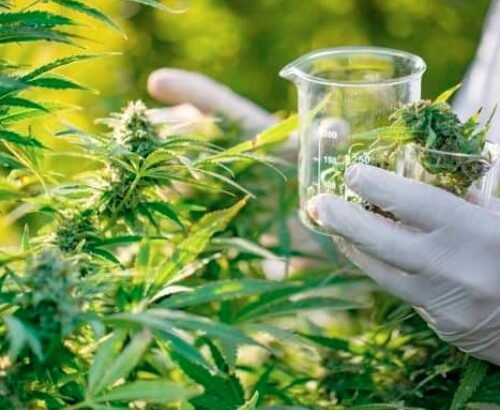 ECS Botanics Secures Major Funding for Cannabis Expansion
