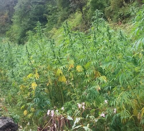 Unlocking the Potential of India’s Cannabis Market