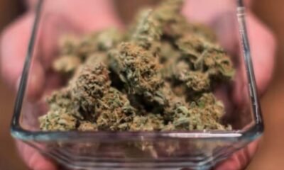 Hermiston’s Cannabis Legalization Effort Faces Setback